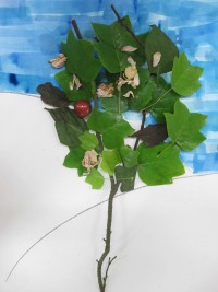 The life of a Tree