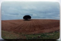 El primer árbol o el último III